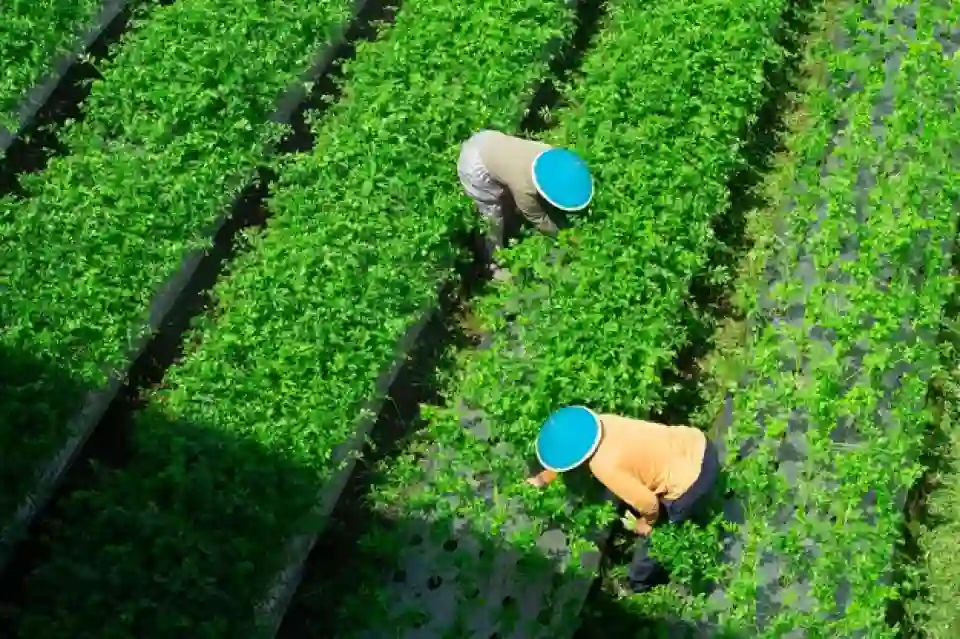 Humic Acid Supplier in Ukhrul: Nurturing Sust..