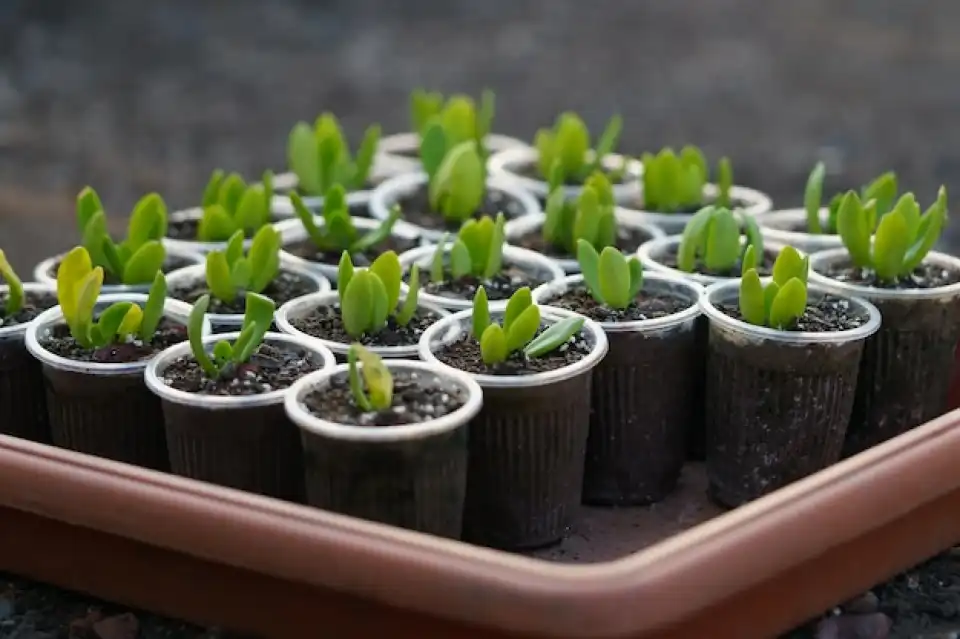 Humic Acid Supplier in Tadepalligudam: Cultiv..