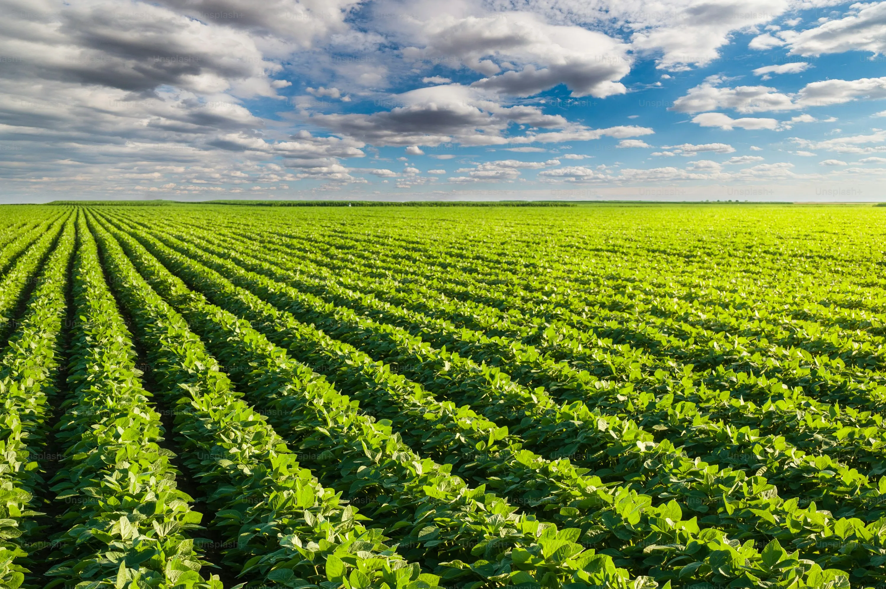 Humic Acid Supplier in Ranchi