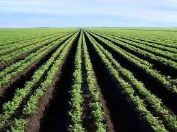 Unleashing Agricultural Potential with Humic ..