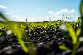 Humic Acid Supplier in Dindori