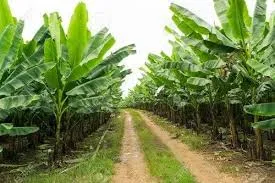 Humic Acid Supplier in Nashik: Nurturing Agri..
