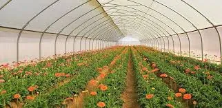 Humic Acid Supplier in Gajapati: Nurturing Ag..