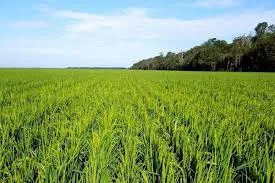 Nurturing Growth: Choosing the Best Humic Aci..