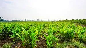 Best Bio Larvicide Supplier in Suryapet