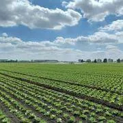 Exploring the Role of Humic Acid Supplier in ..