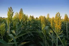 Humic Acid Supplier in Alwar