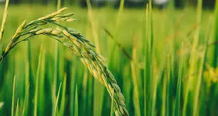 Best Bio Larvicide Supplier in Bareilly: Nurt..