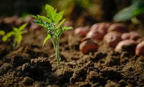 Exploring the Best Bio Larvicide Supplier in ..