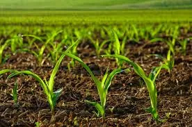 Choosing the Best Bio Larvicide Supplier in B..