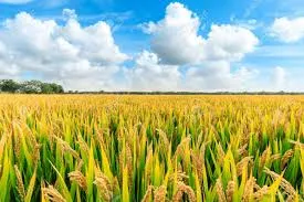 Choosing the Best Bio Larvicide Supplier in B..