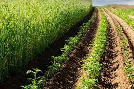 Choosing the Best Bio Larvicide Supplier in B..