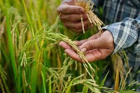 Choosing the Best Bio Larvicide Supplier in C..