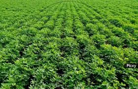 Best Bio Larvicide Supplier in Chamba: A Gree..