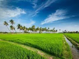 Best Bio-Larvicide Supplier in Chitradurga: E..