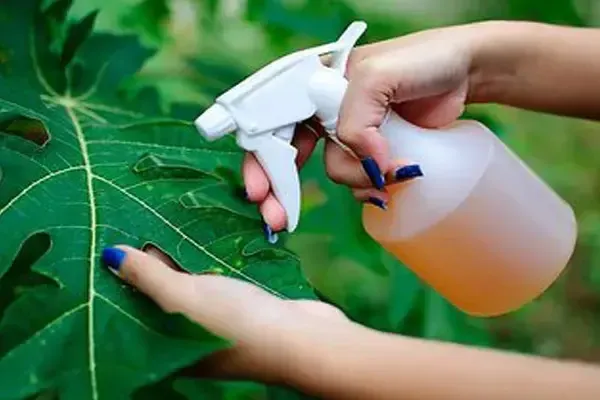 Best Bio-Larvicide Supplier in Datia: A Natur..