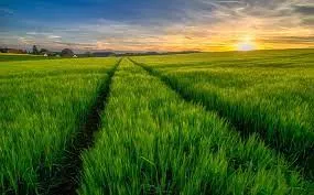 Choosing the Best Bio Larvicides Supplier in ..