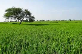 The Ideal Bio Larvicides Supplier in Gandhina..