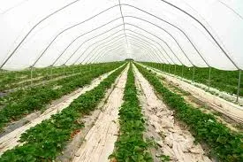 Finding the Best Bio Larvicides Supplier in H..