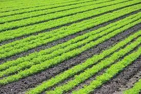 The Best Bio Larvicides Supplier in Hathras f..