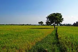 The Best Bio Larvicides Supplier in Jamnagar for Farming