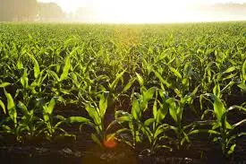 The Best Bio Larvicides Supplier in Jorhat fo..