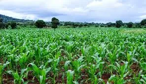 Choosing the Best Bio Larvicides Supplier in ..