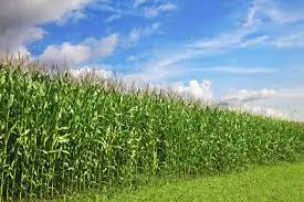 Best Bio Larvicides Supplier in Kollam for Fa..
