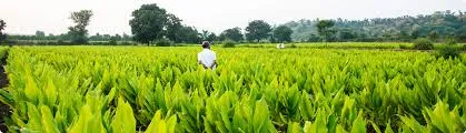 Best Bio-Larvicide Supplier in Lohit: Effecti..
