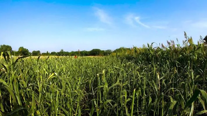 Best Bio-Larvicide Supplier in Mungeli: Effec..