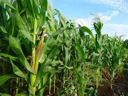 Best Bio-Larvicide Supplier in Nabarangpur: E..