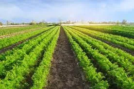 Best Bio Larvicide Supplier in Nagaland: Ensu..