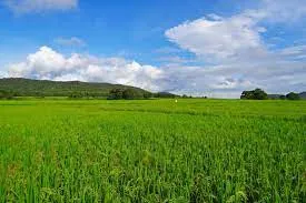 Best Bio-Larvicide Supplier in Purulia: A Nat..