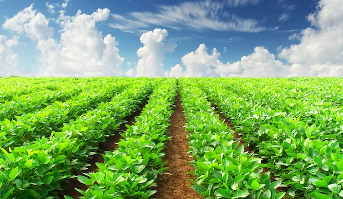 Best Bio Larvicide Supplier in Rajgarh