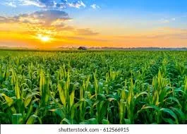 Best Bio Larvicide Supplier in Shi Yomi: Comb..