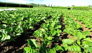 Best Bio Larvicide Supplier in Tapi: A Green ..