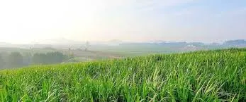 Best Bio Larvicide Supplier in Thiruvananthap..