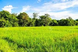 Best Bio Larvicide Supplier in Unnao: Combati..