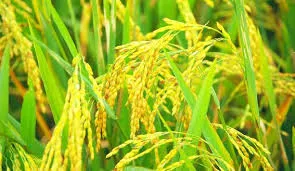 Humic Acid Supplier in Agar Malwa: Nurturing ..