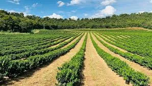 Humic Acid Supplier in Ambedkar Nagar: Foster..