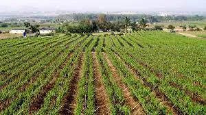 Humic Acid Supplier in Betul: Nurturing Agric..
