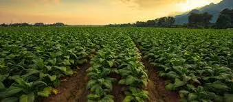 Humic Acid Supplier in Dakshina Kannada: Nurt..