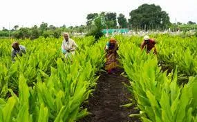 Humic Acid Supplier in Dibang Valley: Nurturi..