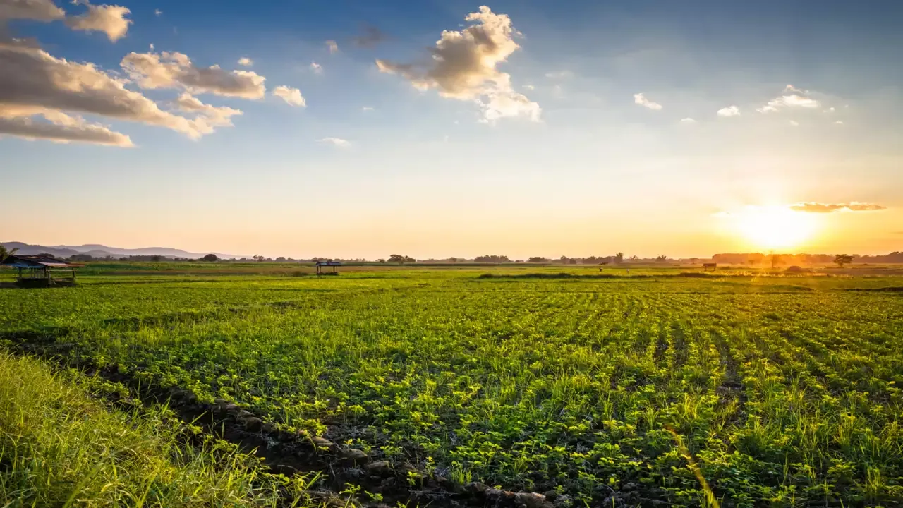 Humic Acid Supplier in Kabirdham: Nurturing S..