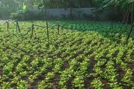 Humic Acid Supplier in Khargone: Enhancing Ag..