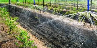 Humic Acid Supplier in Khunti: Unleashing the..