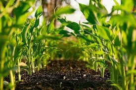 Humic Acid Supplier in Nalbari: Unlocking the..
