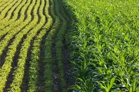 Humic Acid Supplier in Nandyal