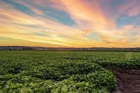 Humic Acid Supplier in Narpatganj
