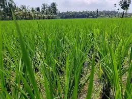 Humic Acid Supplier in Pathanamthitta: Nurtur..